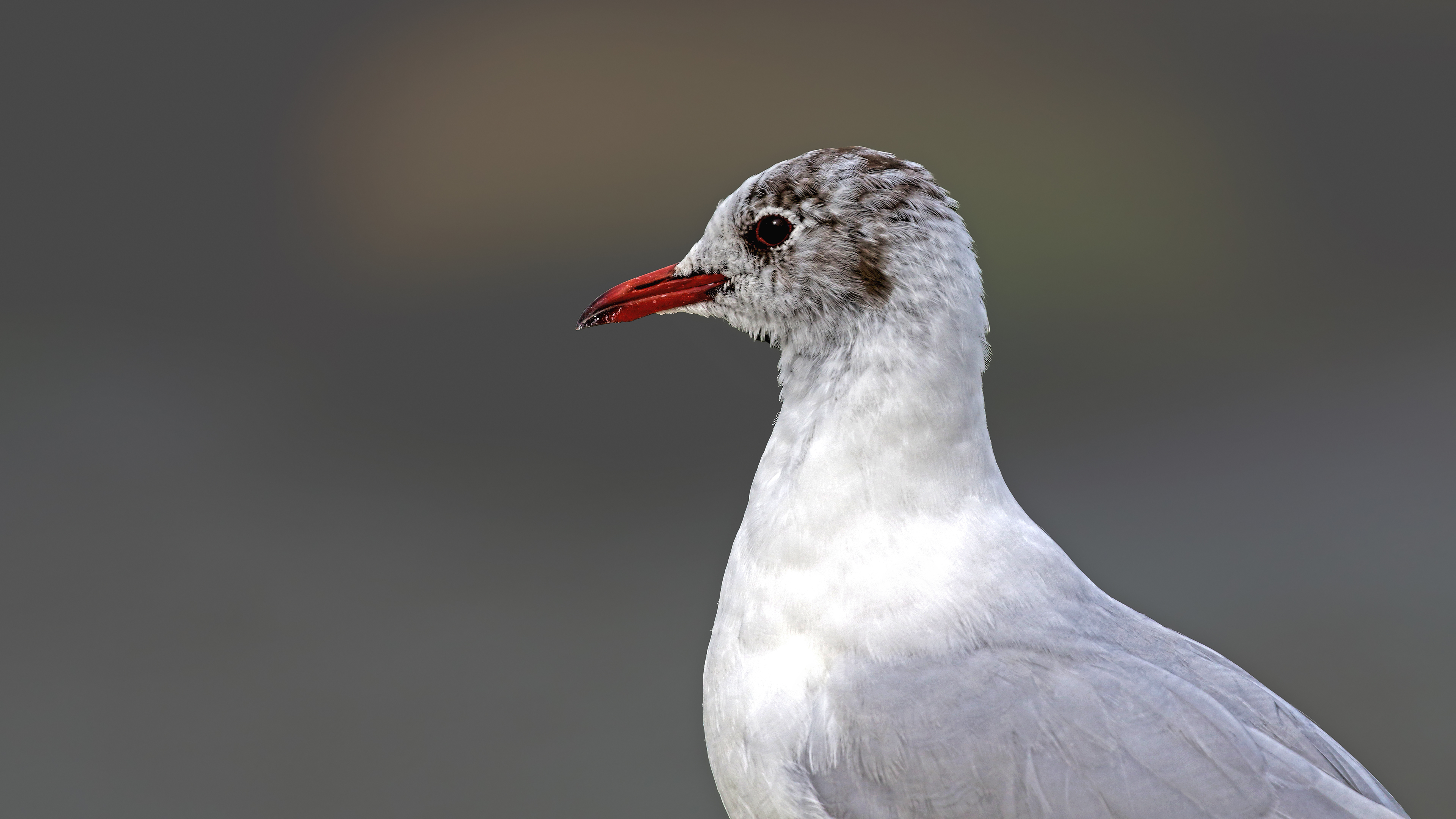 Black-headed Gull